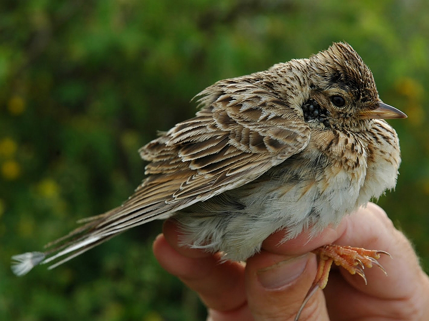 Eurasian Skylark, Sundre